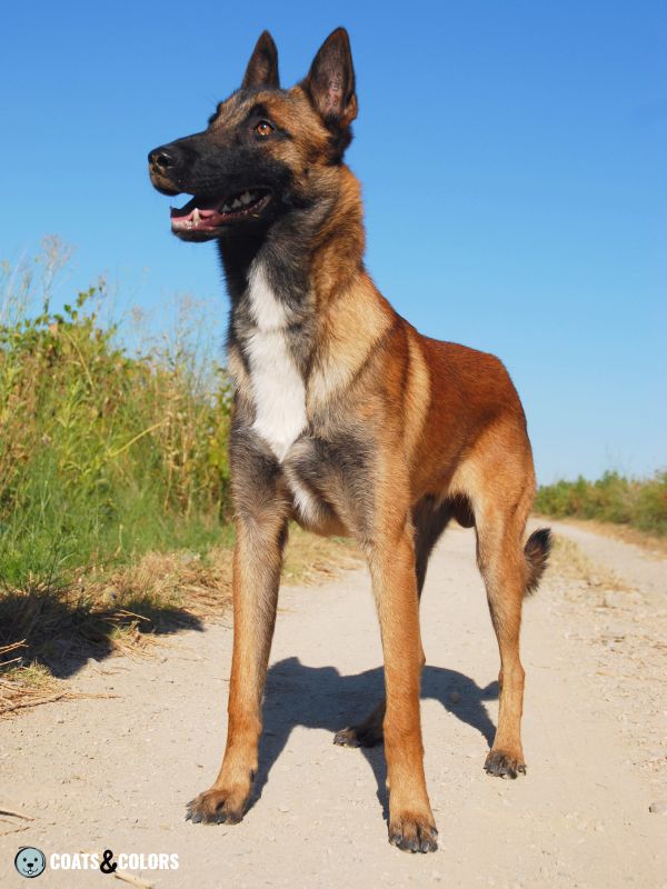 Belgian Malinois Coat Colors white chest 1