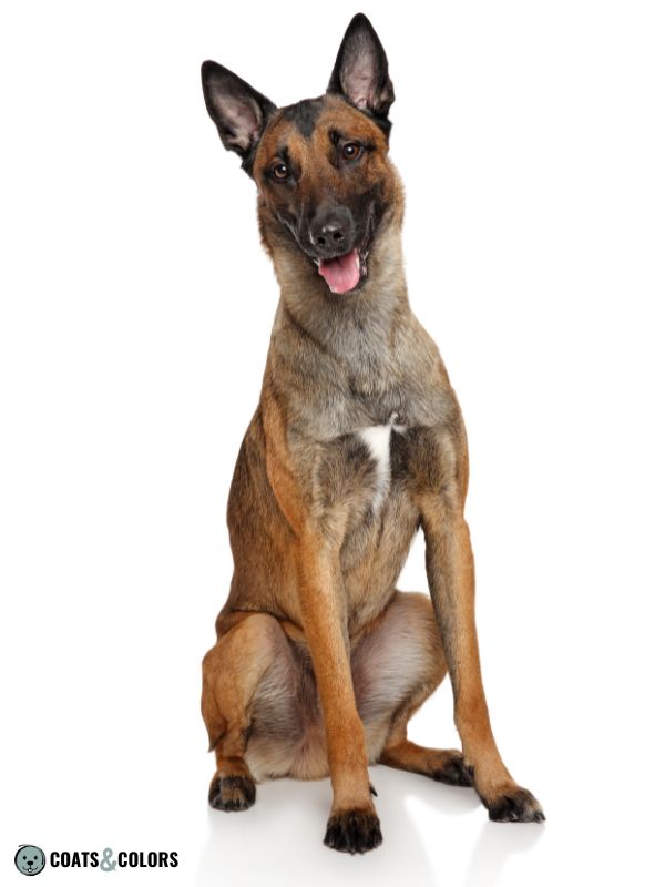 Belgian Malinois Coat Colors white chest 2