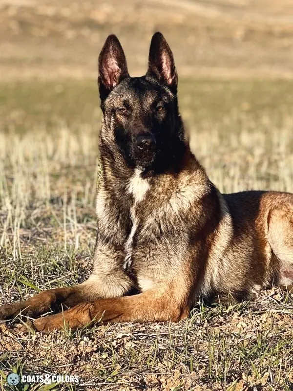 Belgian Malinois Coat Colors white chest 3