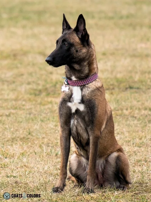 Belgian Malinois Coat Colors white chest 4