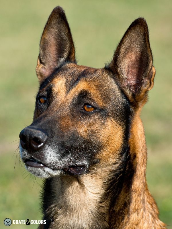 Belgian Malinois Coat Colors white chin