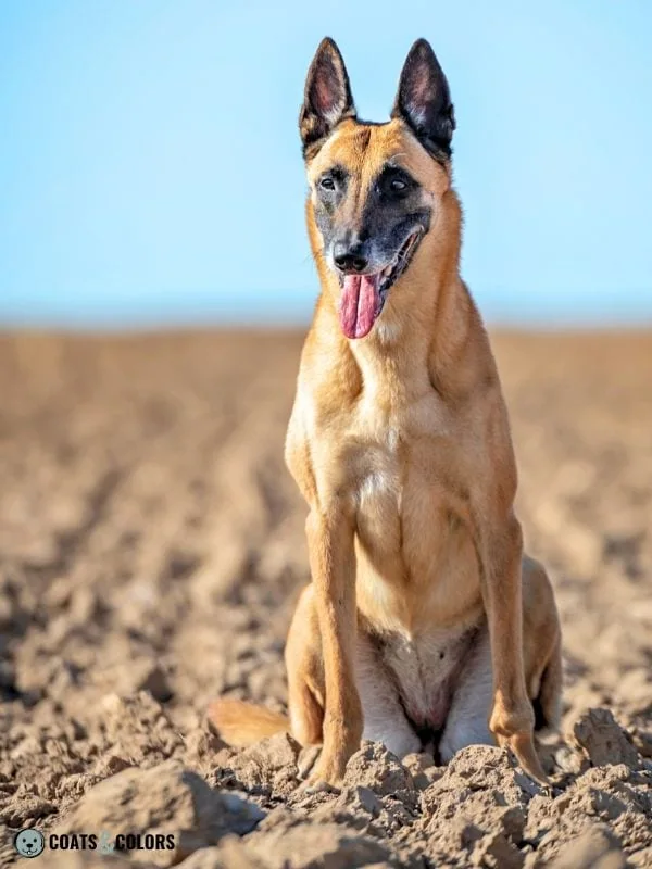 Belgian Malinois Coat Colors yellow