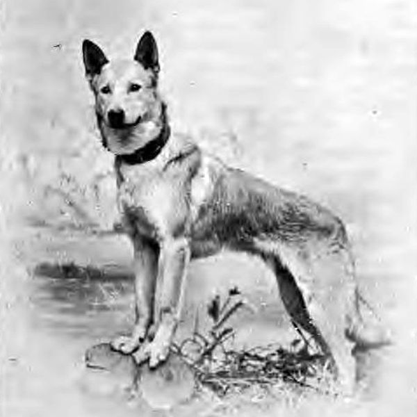 Chien de Berger Belge a poil dur court fauve dit de Malines Le chien auxiliaire de la police 1907