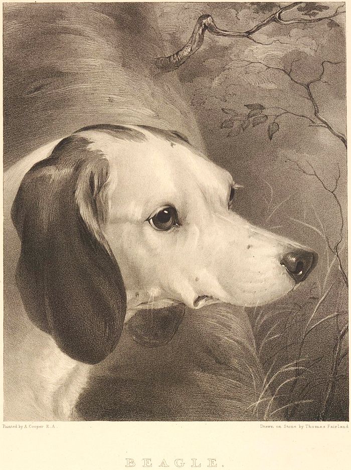 Thomas Fairland 1835 Beagle