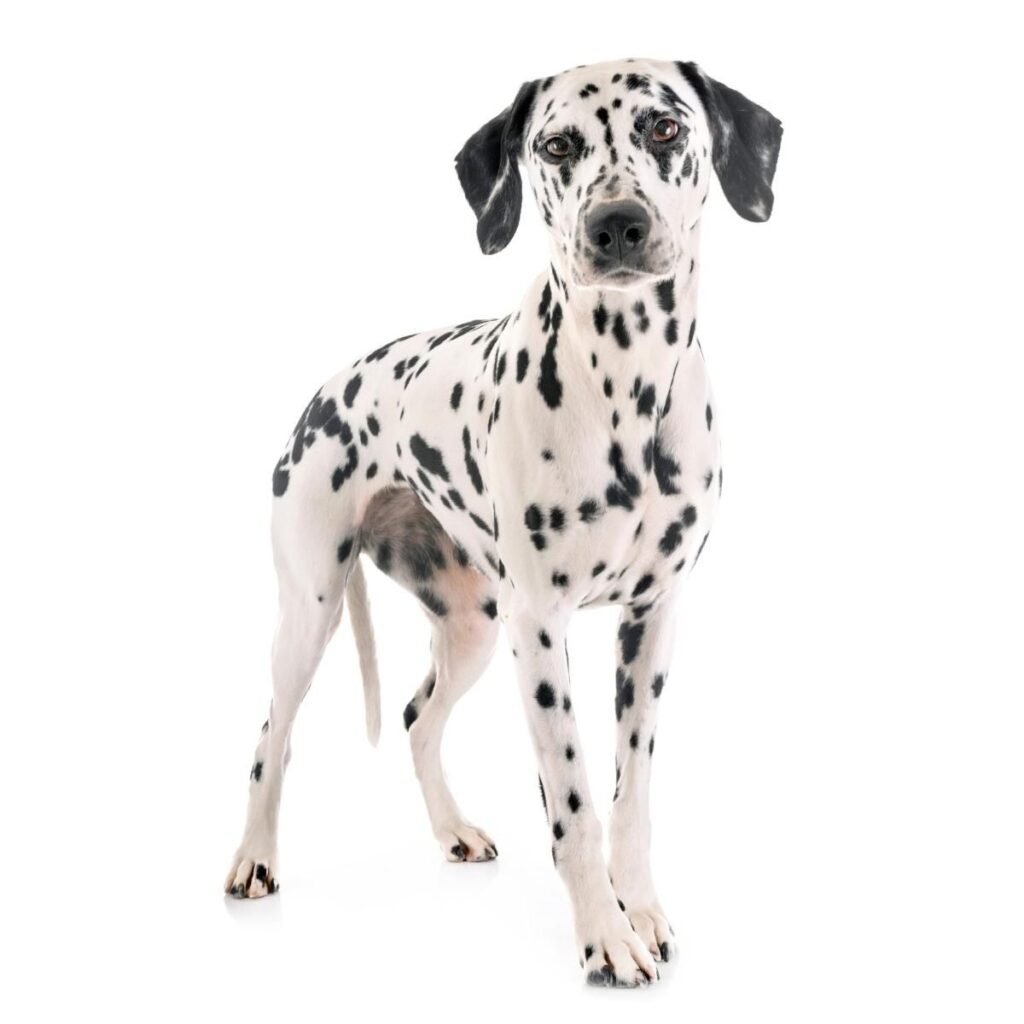 Dog Color Coat Genes Overview Dalmatian flecking