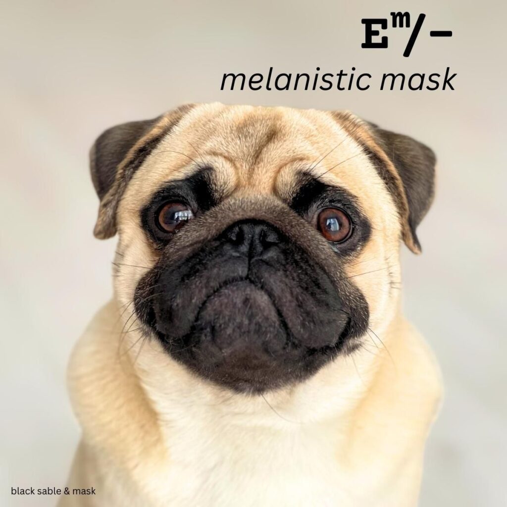 Dog Color Coat Genes Overview Em mask on sable pug
