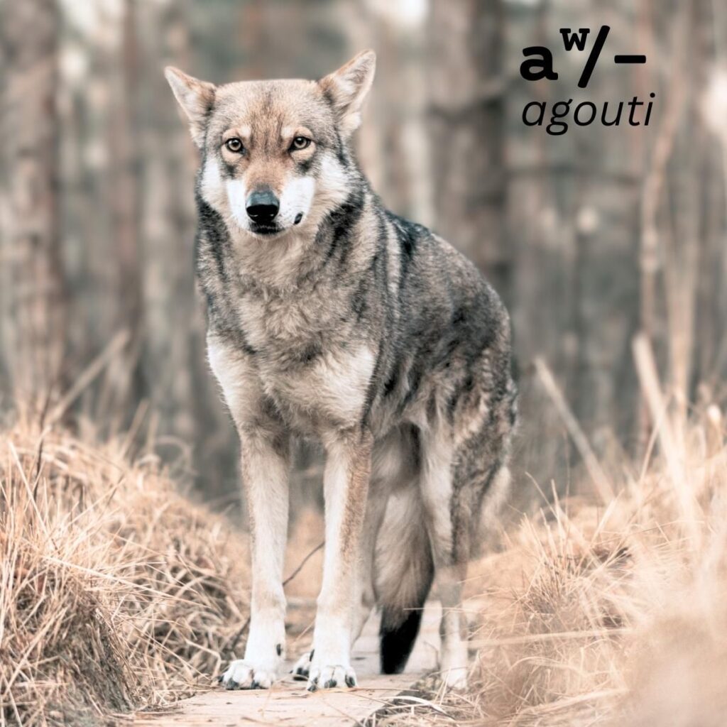 Dog Color Coat Genes Overview agouti aw