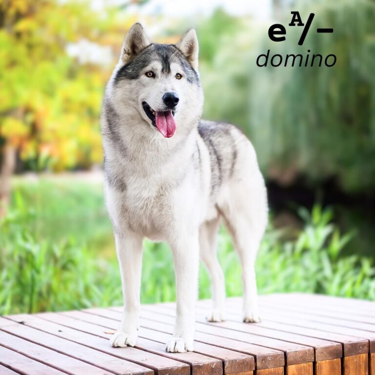 Dog Color Summary Genes & Alleles Overview Coats and Colors