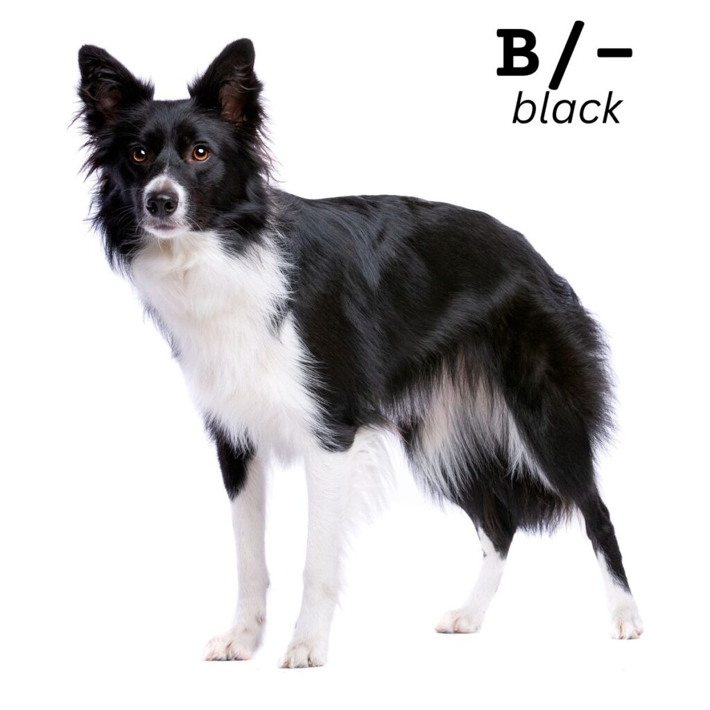 Dog Color Coat Genes Overview black B