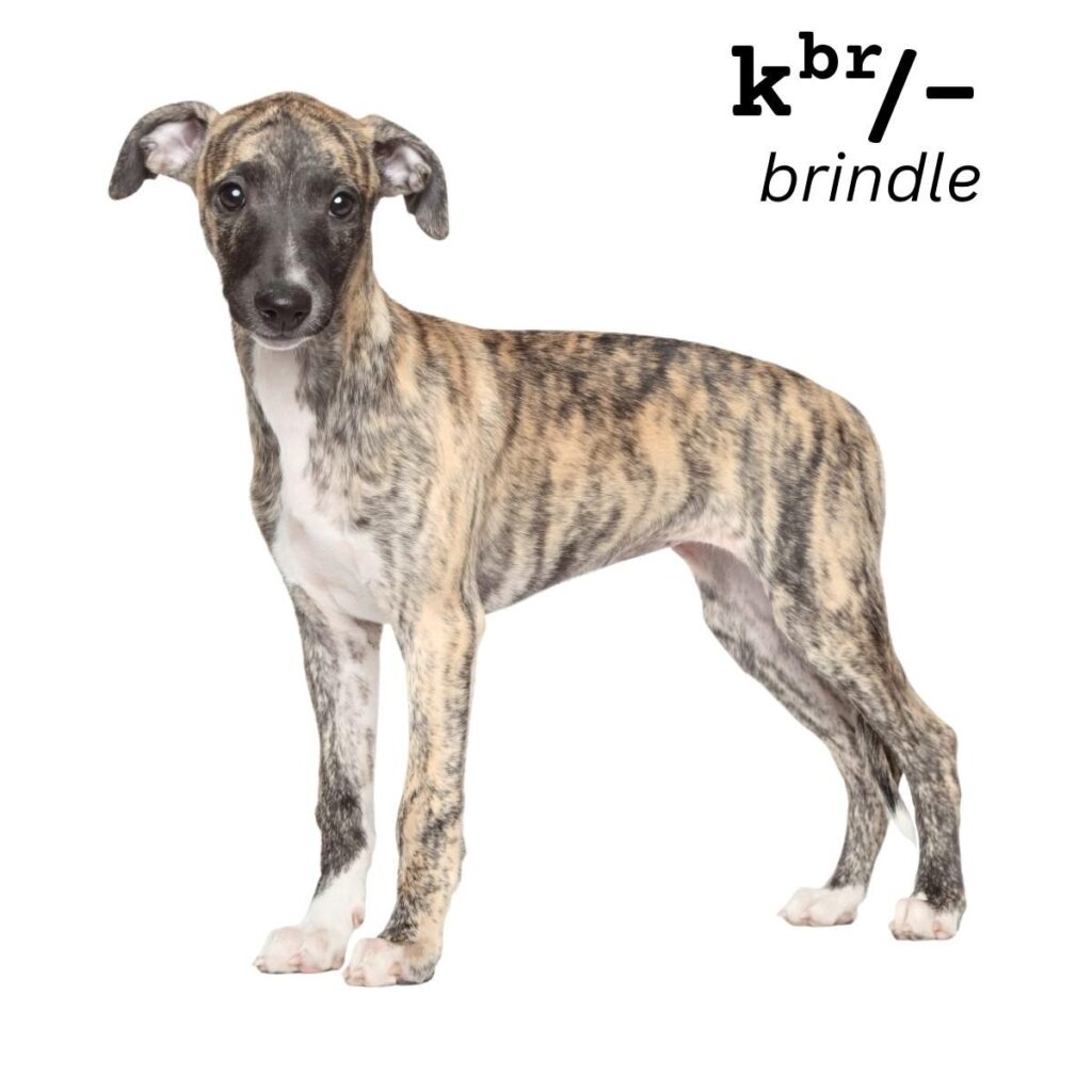 Dog Color Coat Genes Overview brindle kbr example