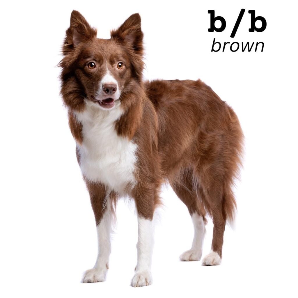 Dog Color Coat Genes Overview brown bb