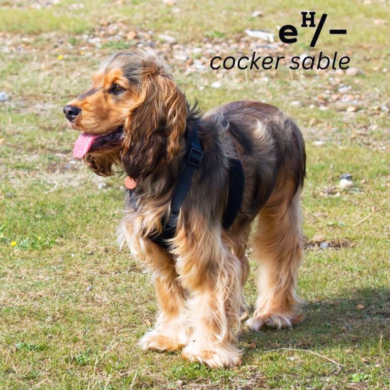 Dog Color Summary Genes & Alleles Overview Coats and Colors