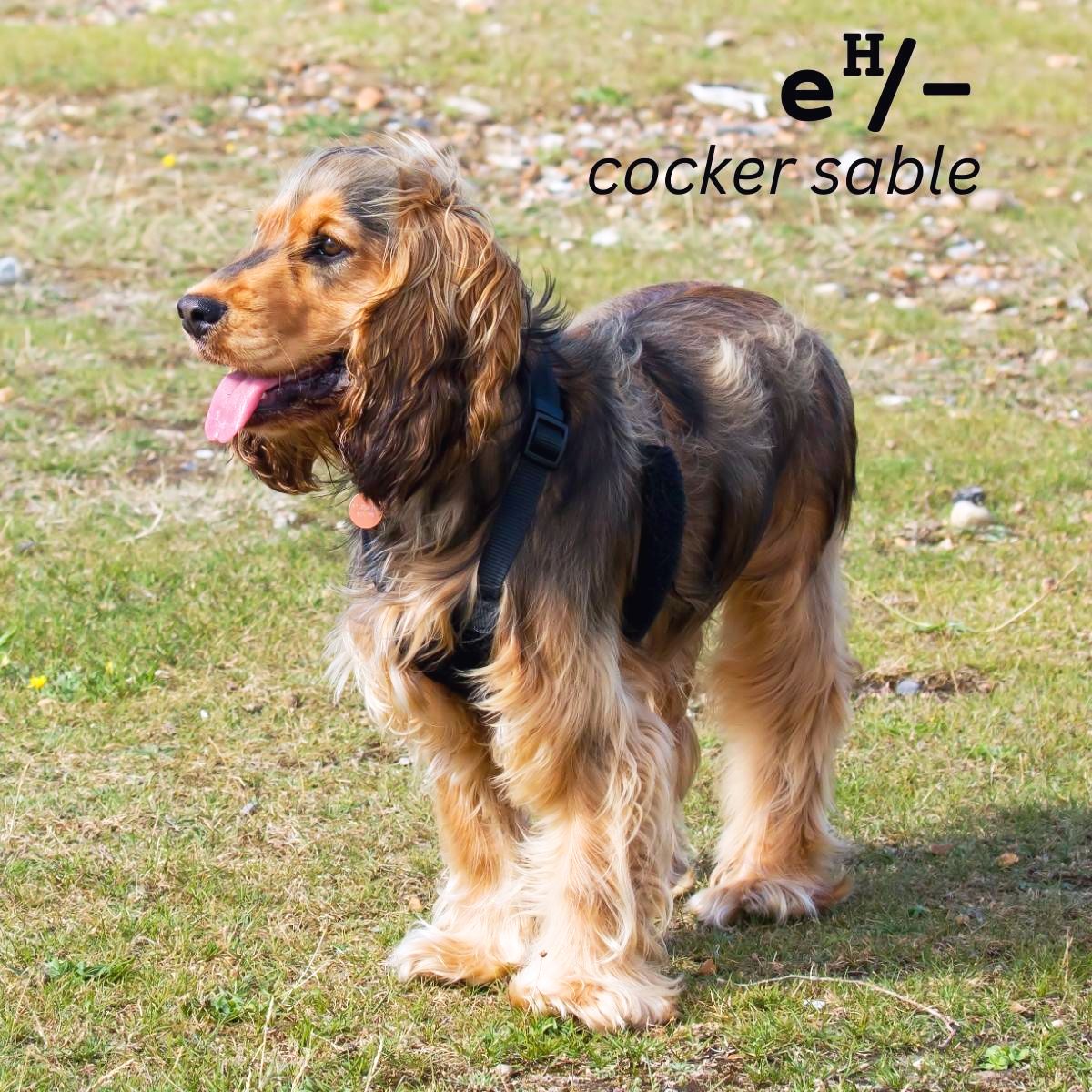 Dog Color Summary Genes & Alleles Overview Coats and Colors