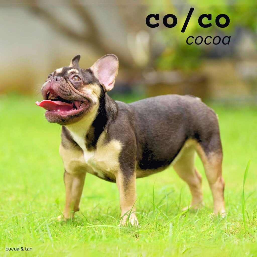Dog Color Coat Genes Overview cocoa coco