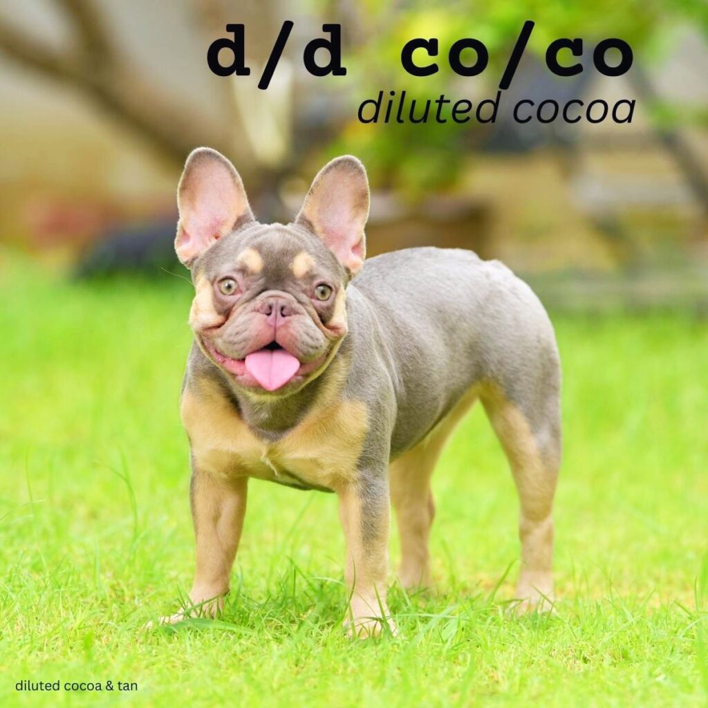 Dog Color Coat Genes Overview diluted cocoa dd coco