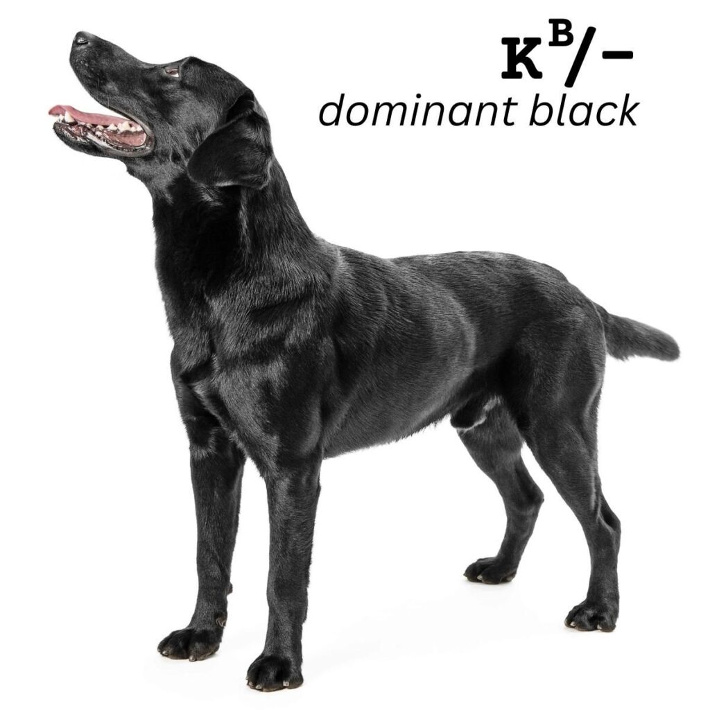 Dog Color Coat Genes Overview dominant black KB