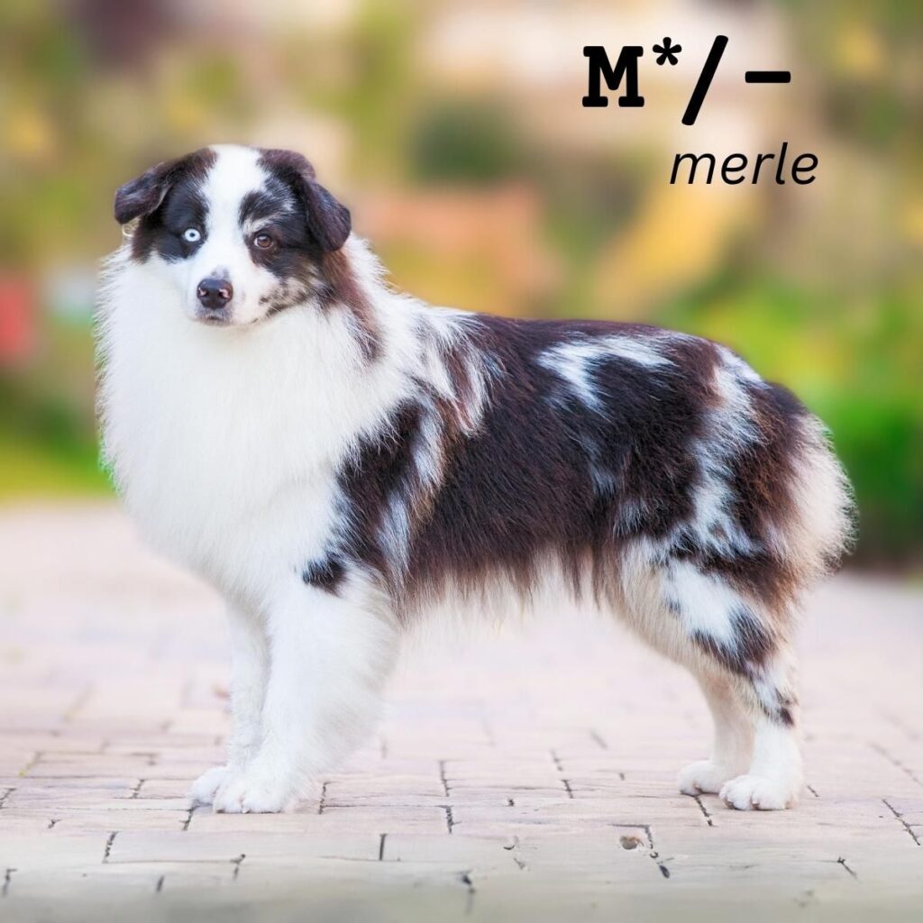 Dog Color Coat Genes Overview merle example 4