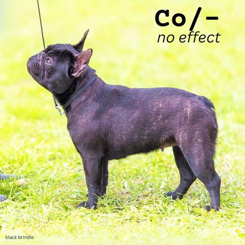 Dog Color Coat Genes Overview no cocoa Co