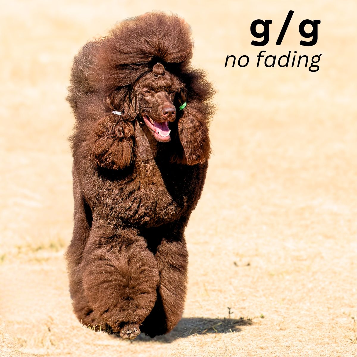 Dog Color Summary Genes & Alleles Overview Coats and Colors