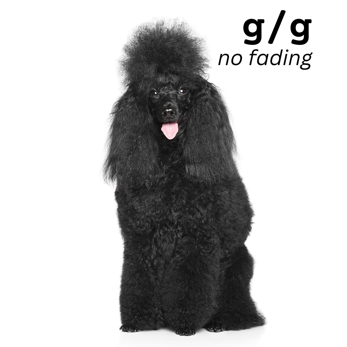 Dog Color Summary Genes & Alleles Overview Coats and Colors