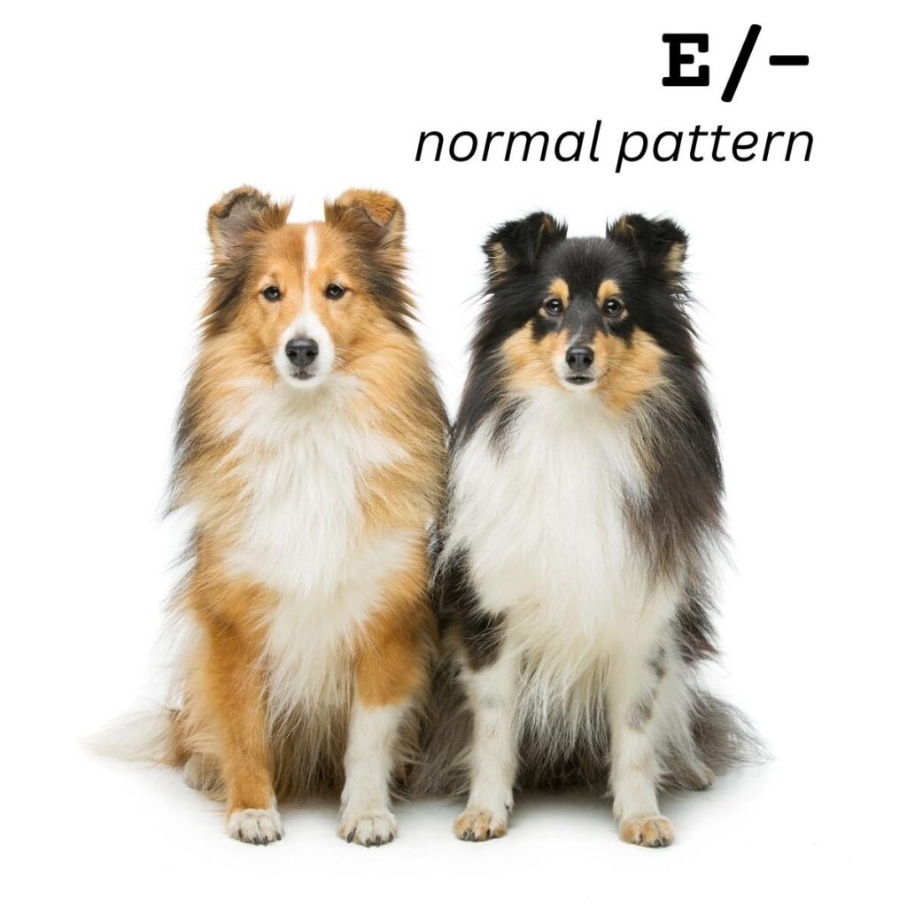 Dog Color Coat Genes Overview normal pattern E