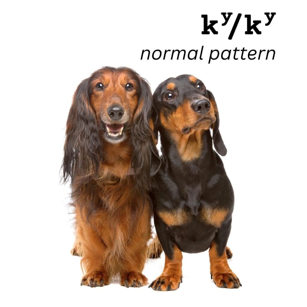 Dog Color Coat Genes Overview normal pattern ky