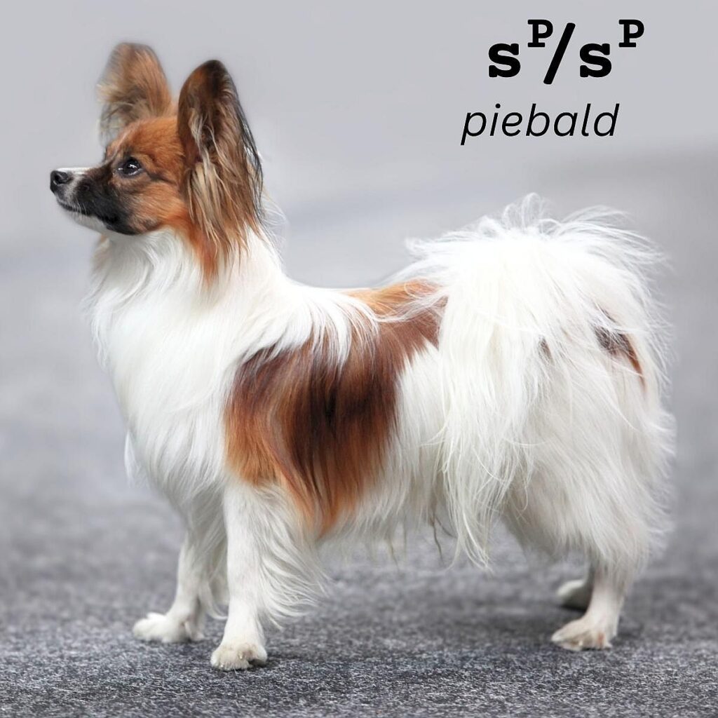 Dog Color Coat Genes Overview piebald example 1
