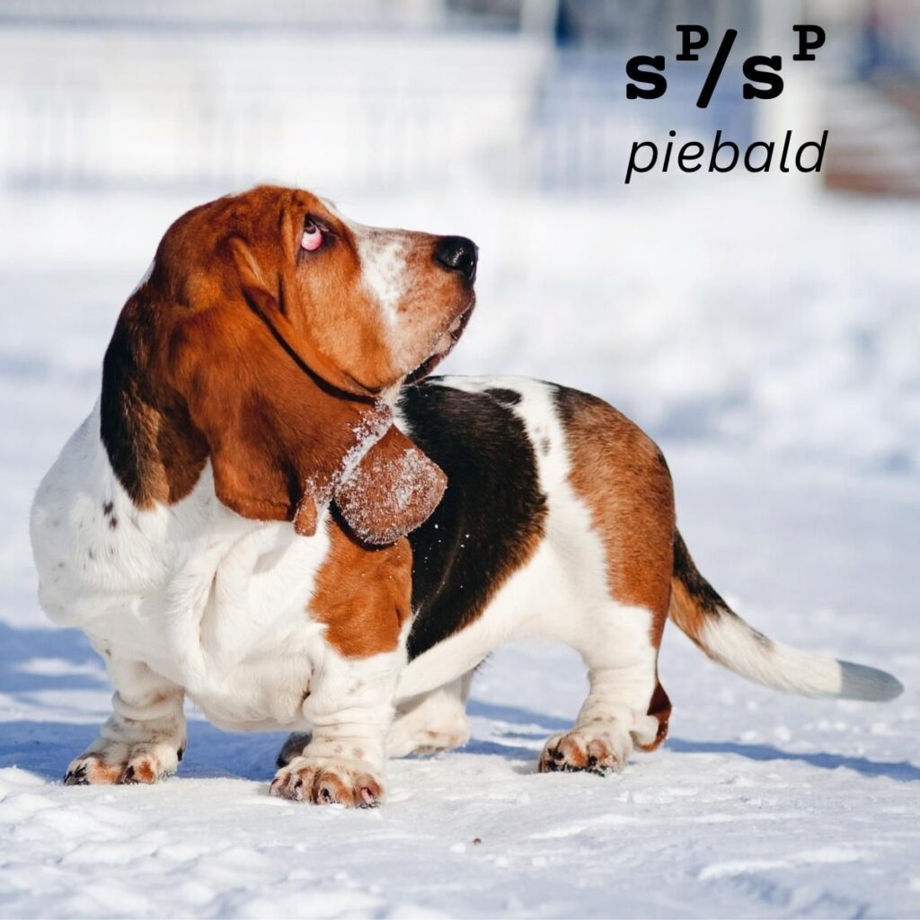 Dog Color Coat Genes Overview piebald example 5