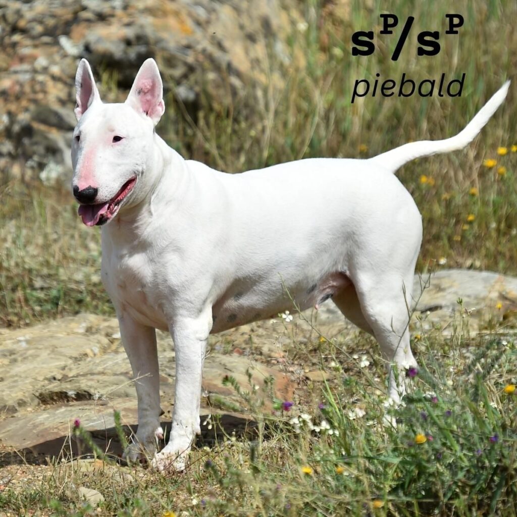 Dog Color Coat Genes Overview piebald example 6