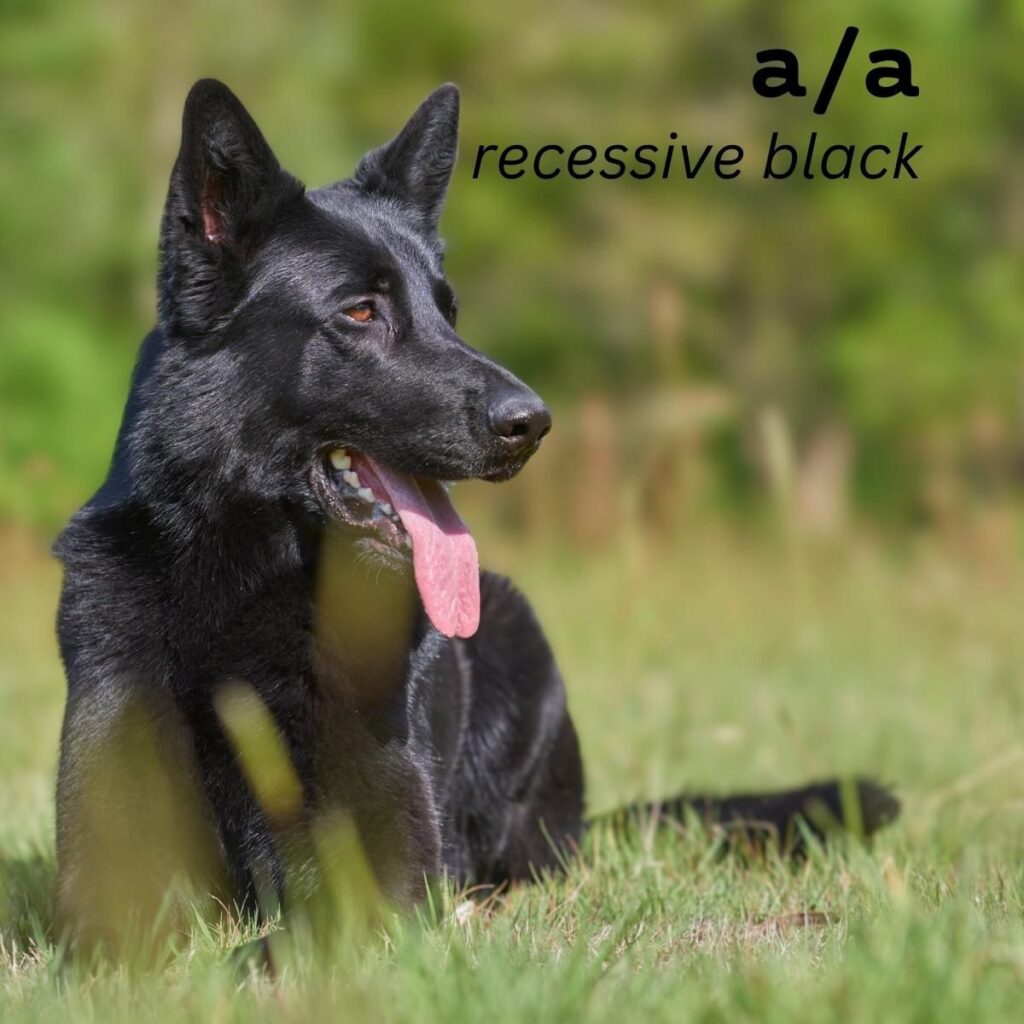 Dog Color Coat Genes Overview recessive black aa