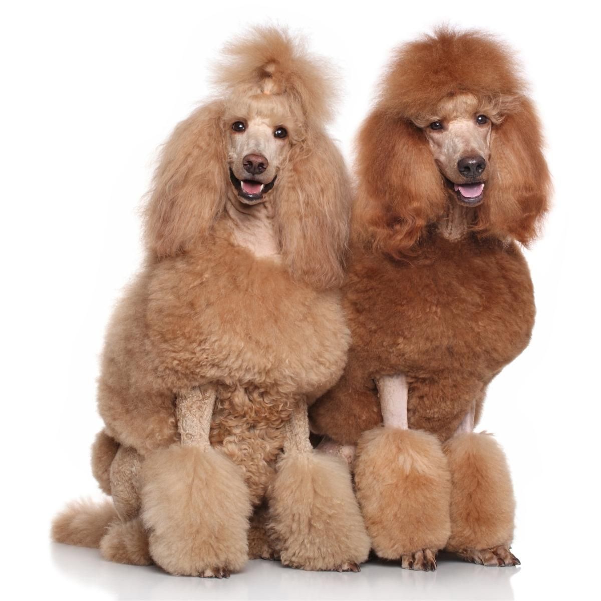 Dog Color Summary Genes & Alleles Overview Coats and Colors