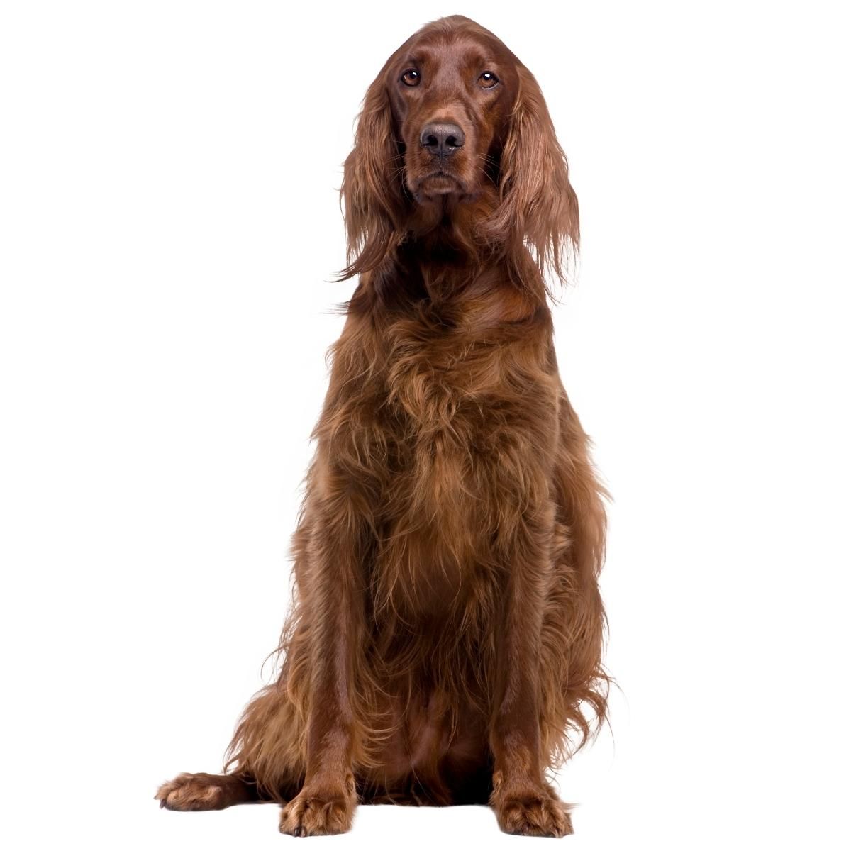 Dog Color Summary Genes & Alleles Overview Coats and Colors