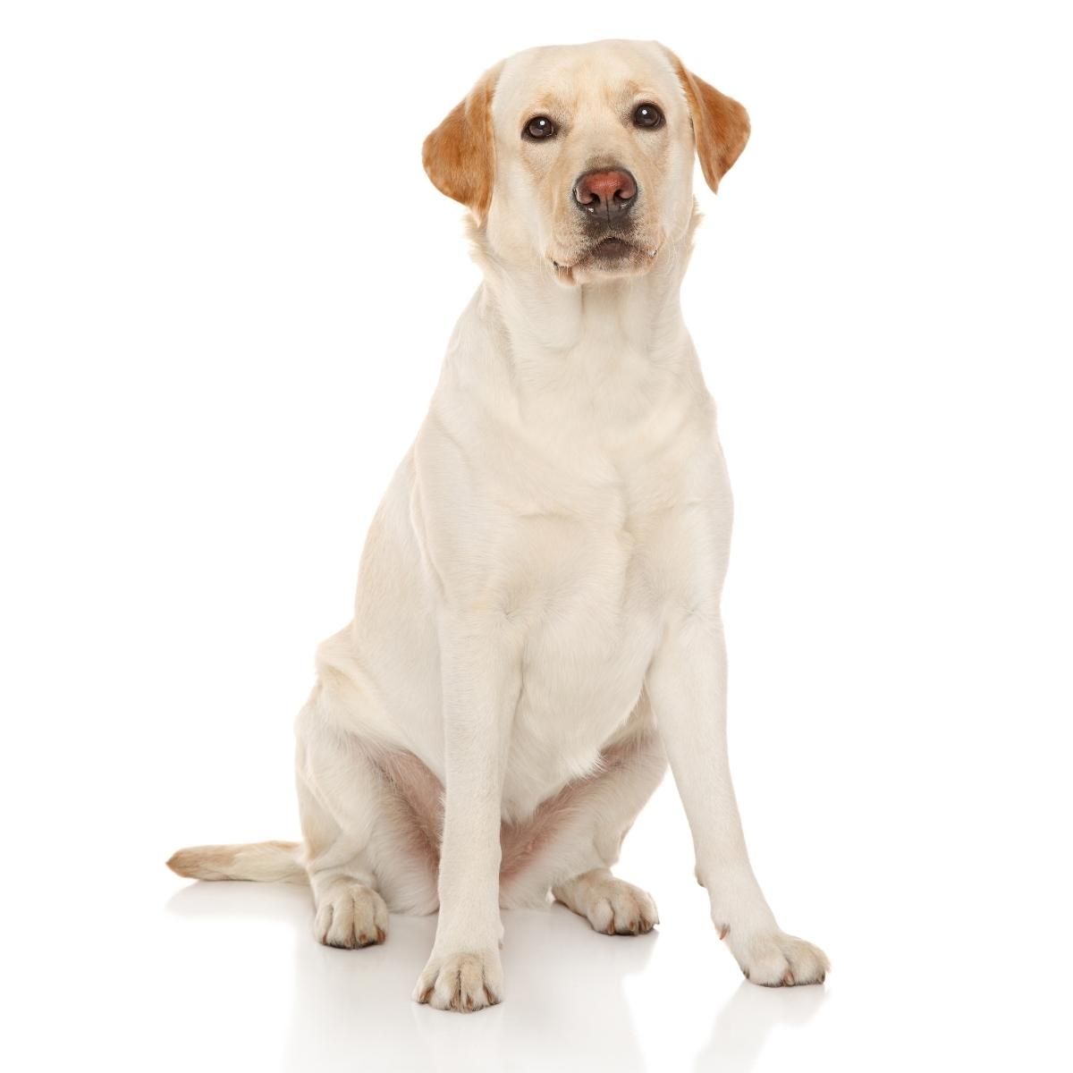 Dog Color Summary Genes & Alleles Overview Coats and Colors