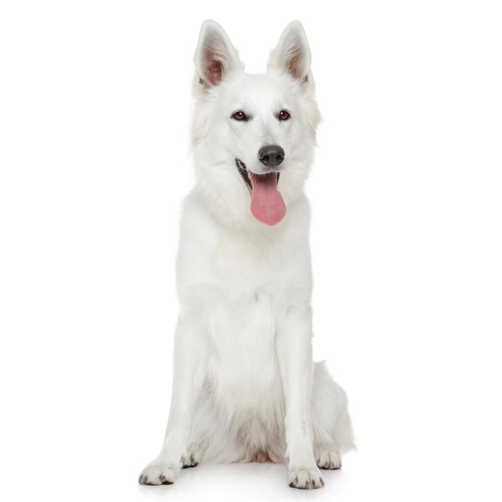 Dog Color Coat Genes Overview red intensity white