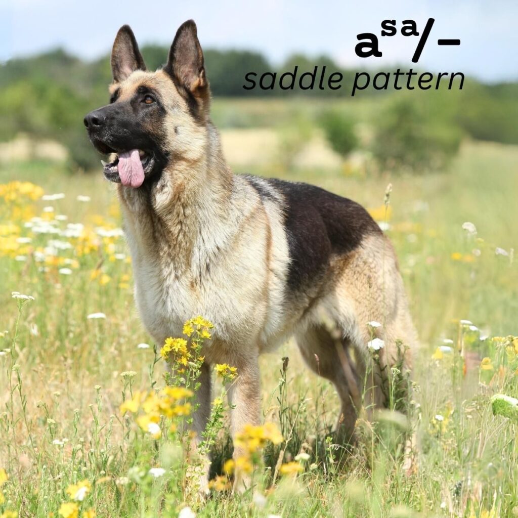 Dog Color Coat Genes Overview saddle pattern asa