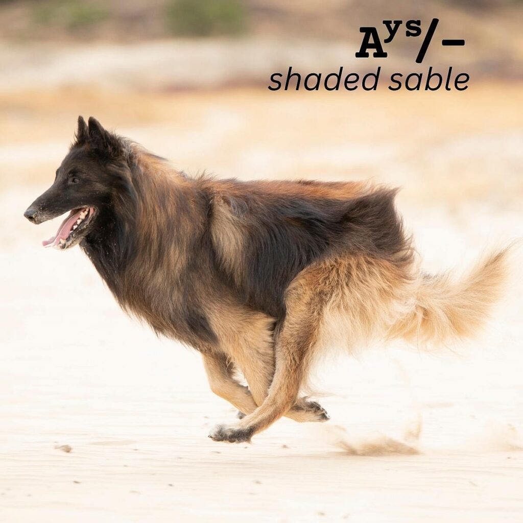 Dog Color Coat Genes Overview shaded sable Ays