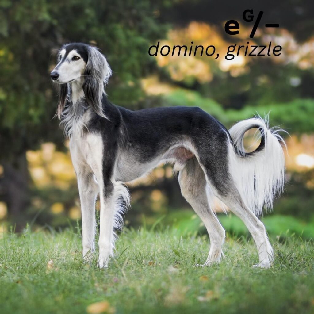 Dog Color Coat Genes Overview sighthound domino grizzle eG