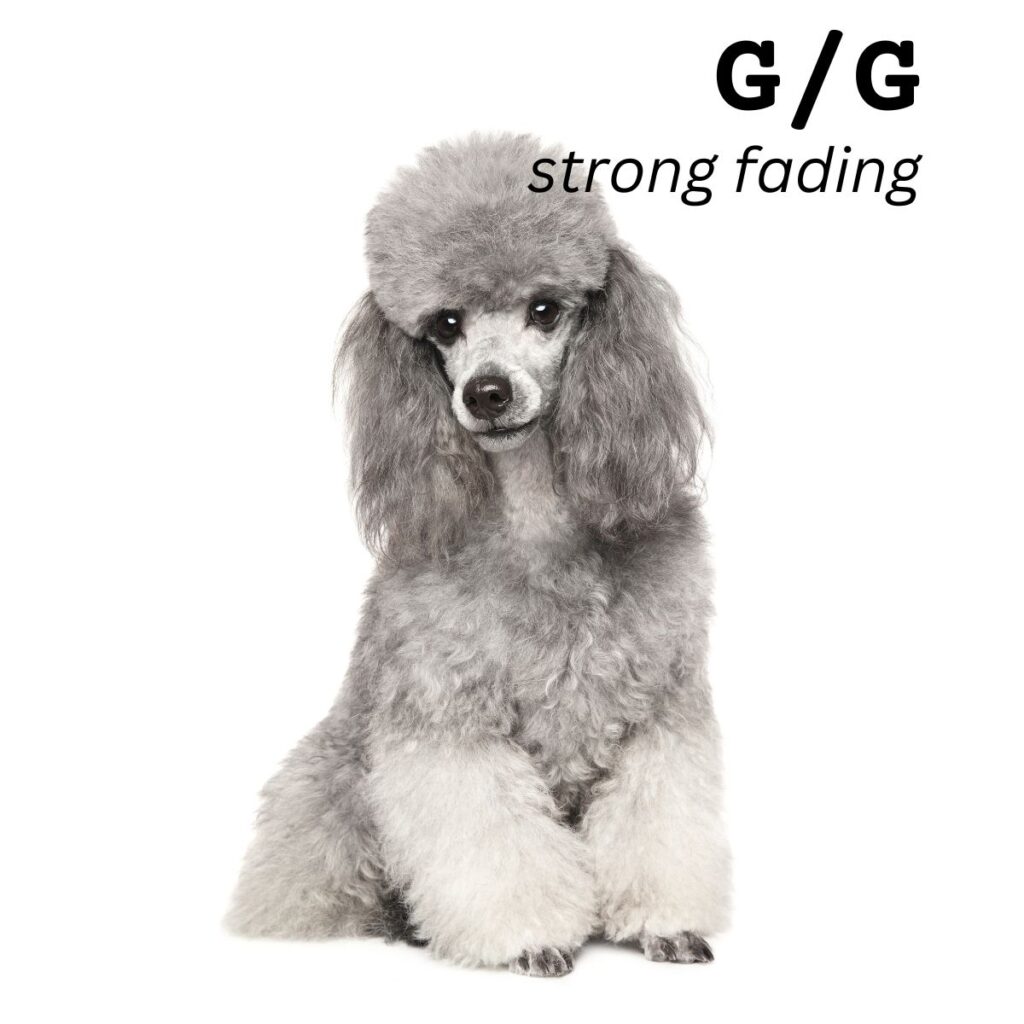 Dog Color Coat Genes Overview strongfading GG silver