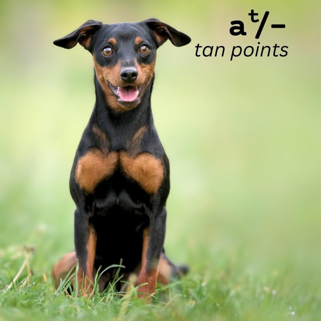 Dog Color Coat Genes Overview tan points at