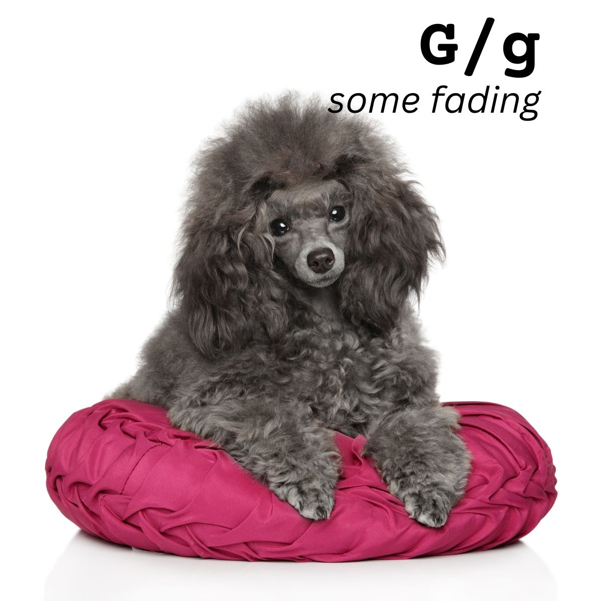 Dog Color Summary Genes & Alleles Overview Coats and Colors