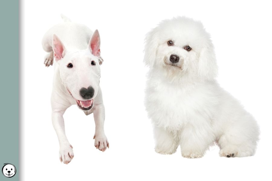 White Coat Dogs 900x600 1