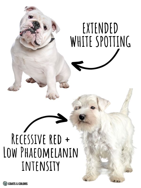 White Coat Dogs