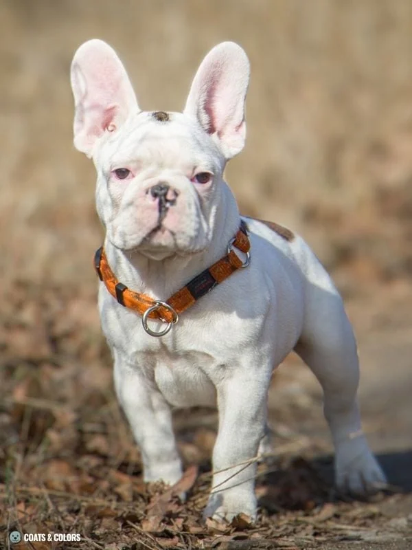 White Coat Dogs extended white spotting French Bulldog