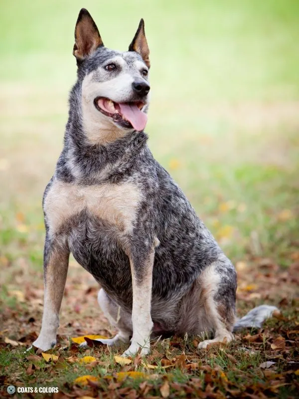 White Coat Dogs extended white spotting Heeler