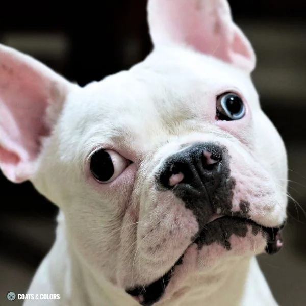 White Coat Dogs extended white spotting blue eye