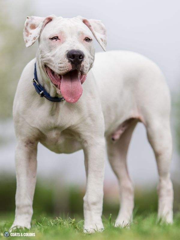 White Coat Dogs extended white spotting ear dots