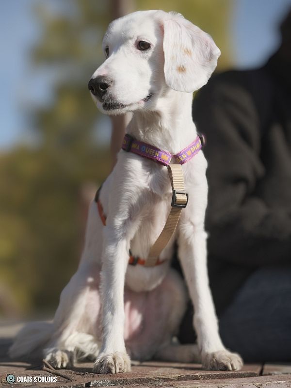 White Coat Dogs extended white spotting ear spots