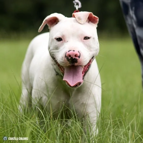 White Coat Dogs extended white spotting missing skin nose pigment pink