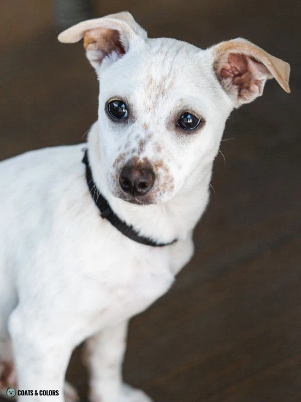 White Coat Dogs extended white spotting ticking blaze