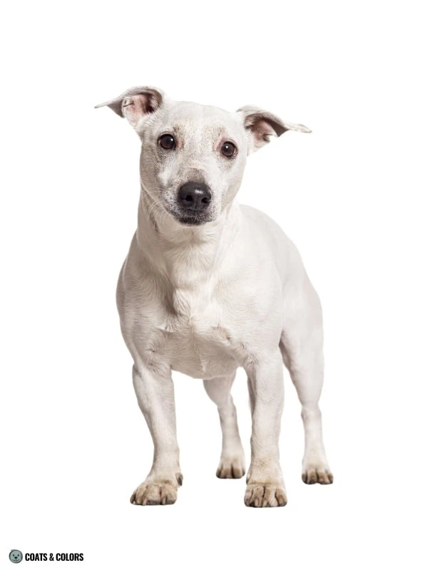 White Coat Dogs extended white spotting example JRT 1